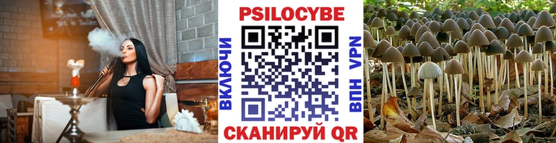 где найти наркотики  Нестеровская  кракен ТОР  Псилоцибиновые грибы MAGIC MUSHROOMS 